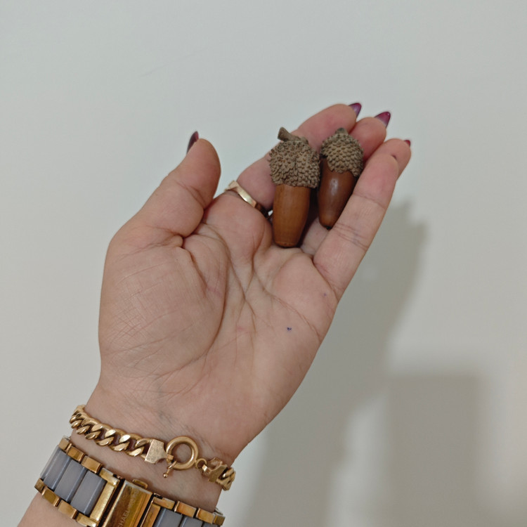 بلوط تزیینی